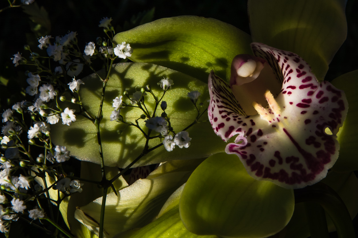 orchidea per compleanno