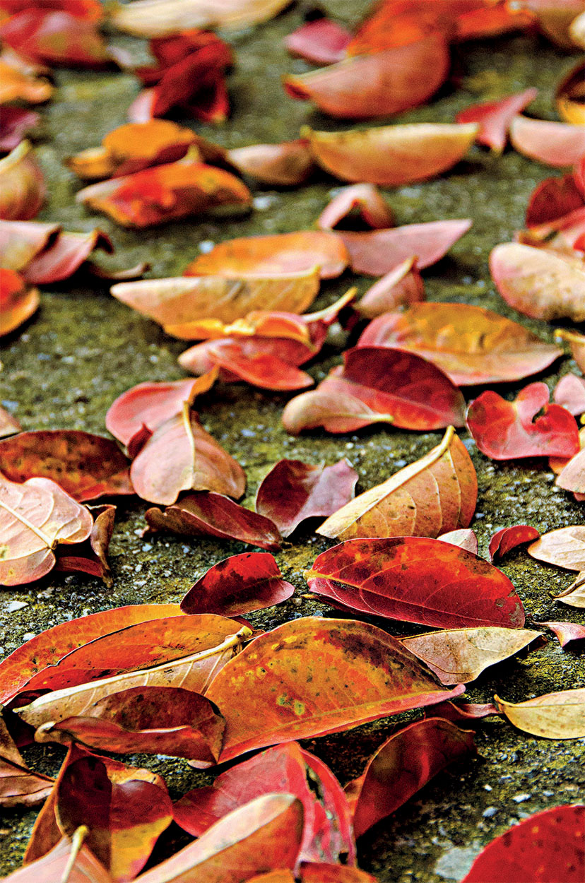 Autunno... la Primavera dell'Inverno