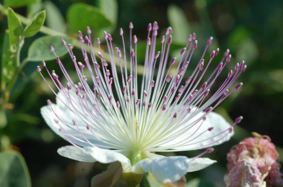 Fiore di cappero