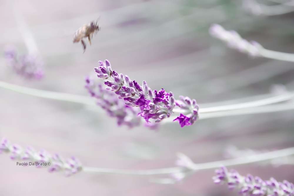 Non faccio foto di fiori
