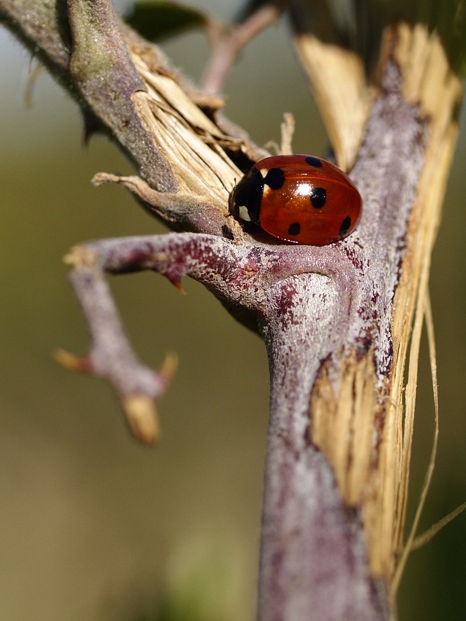 LadyBug 1