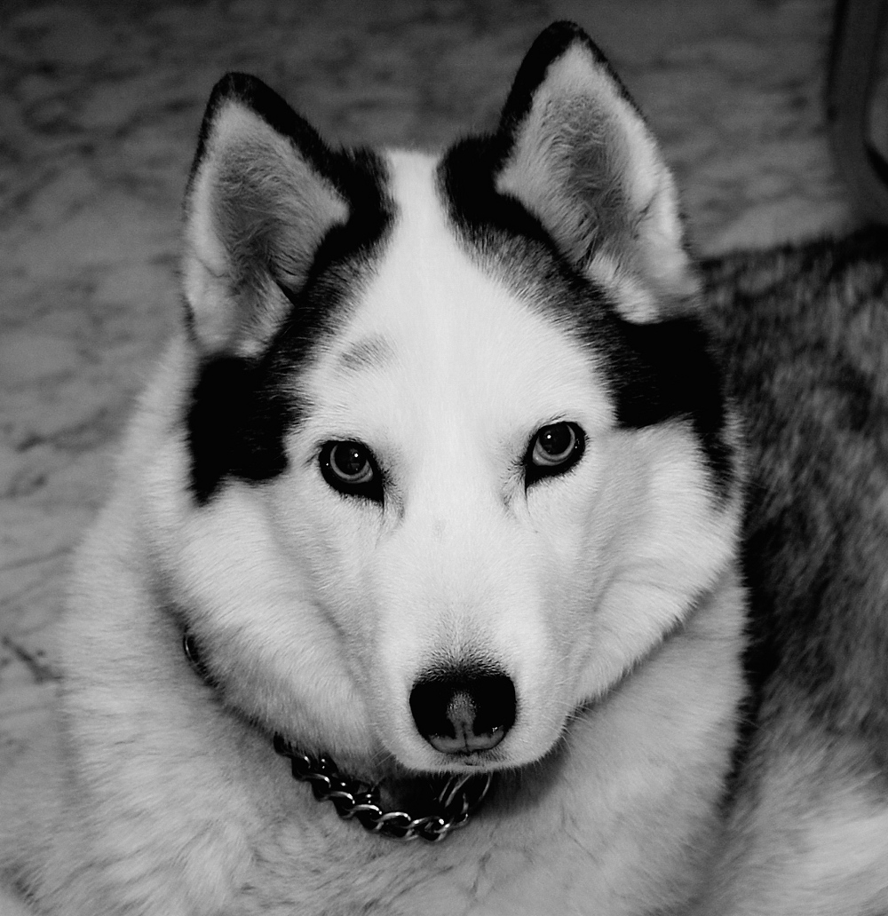 Sbrigati per�, che non riesco a stare fermo!