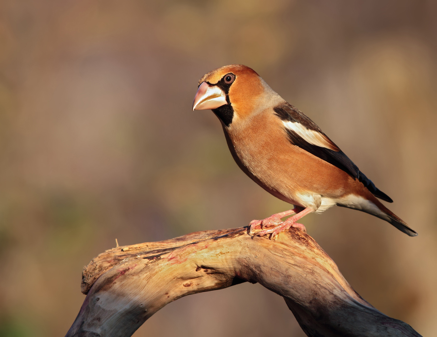 Frosone - Prime Luci