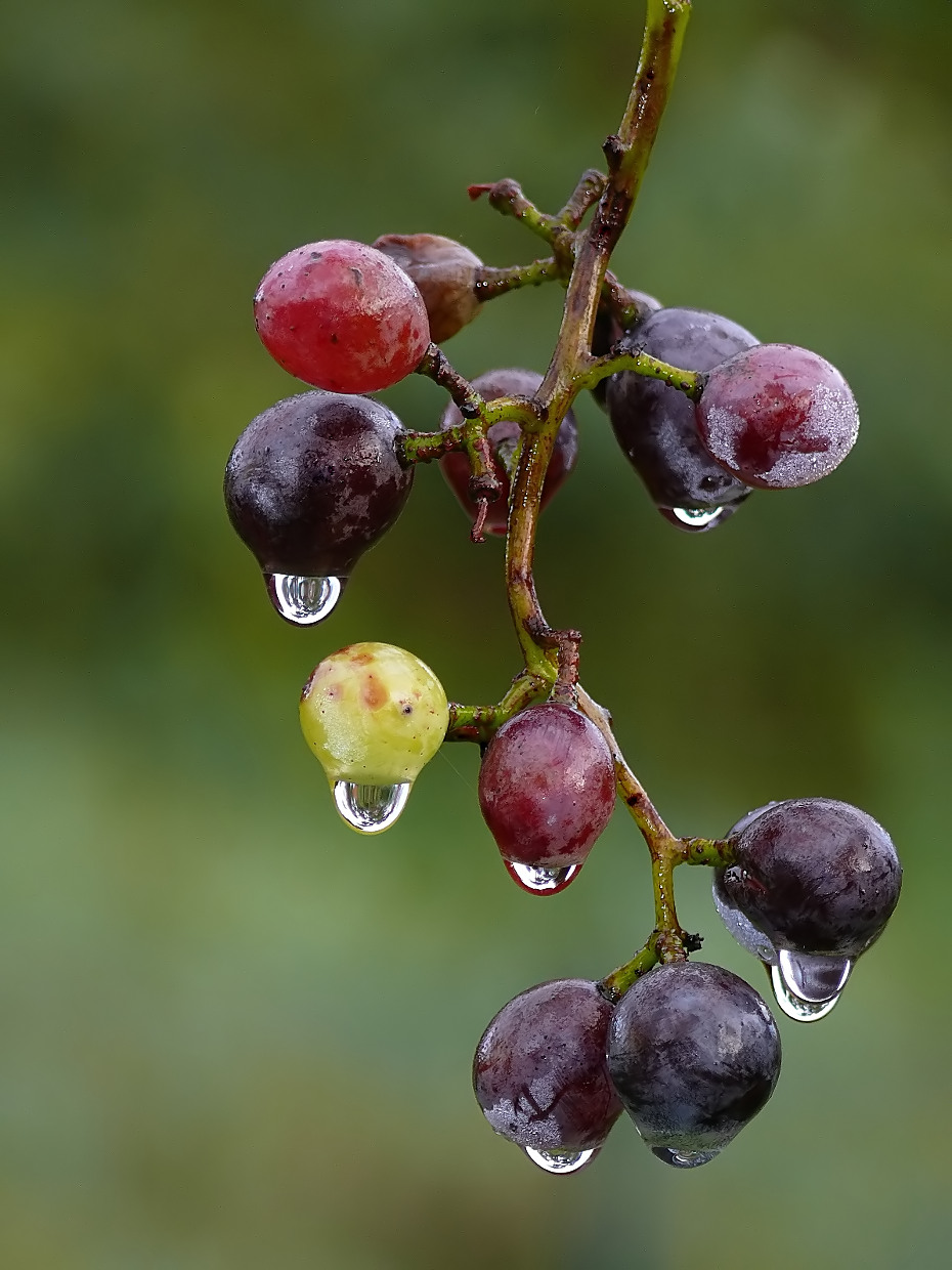 *** Lampadario Lambruskorky ***