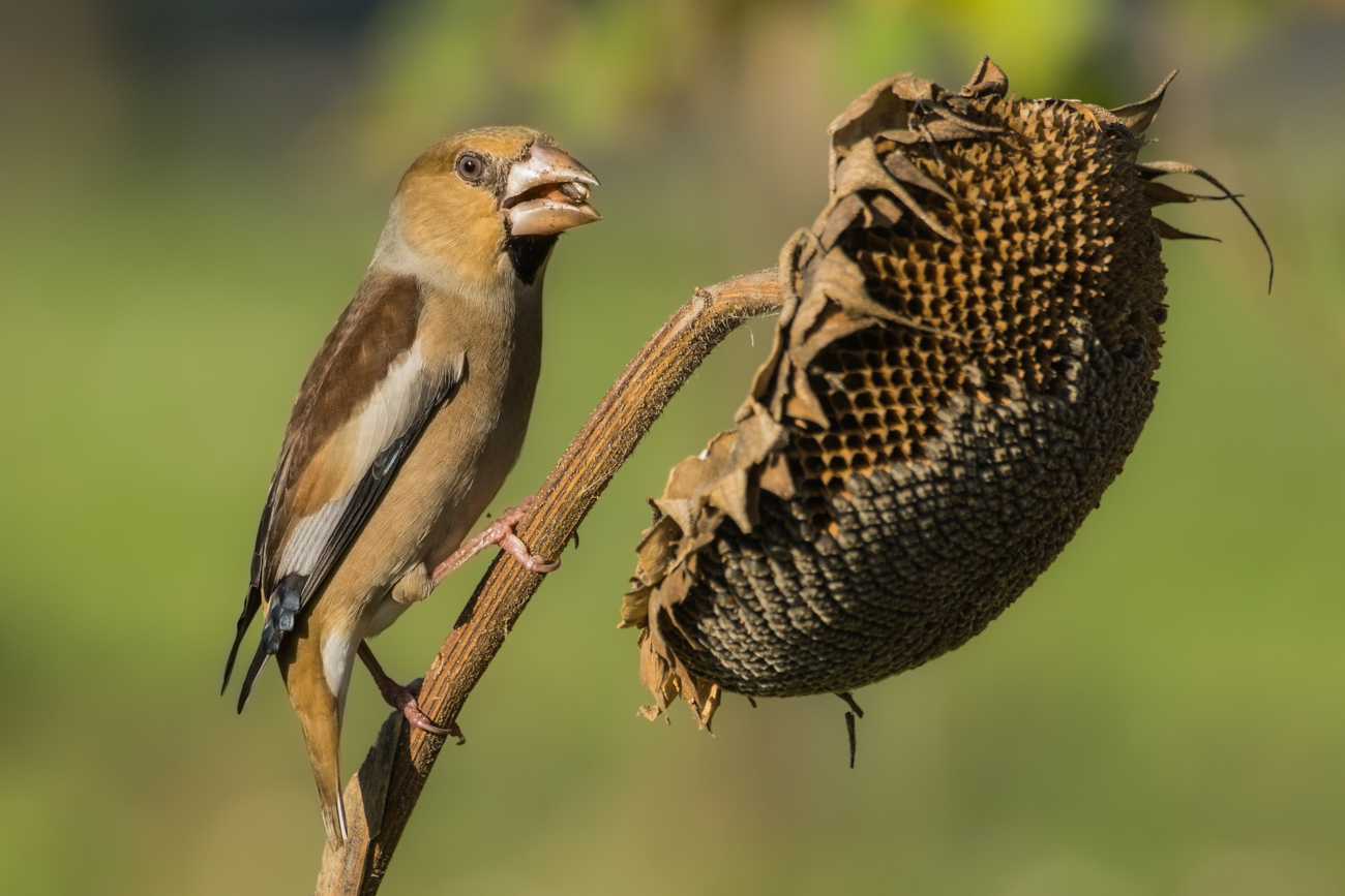 frosone su girasole 2