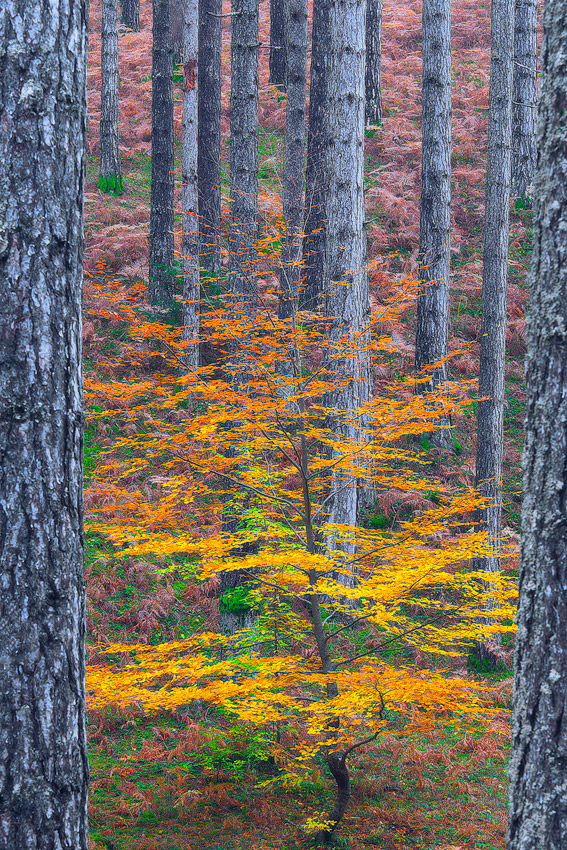 Solitary - Parco Nazionale della Sila