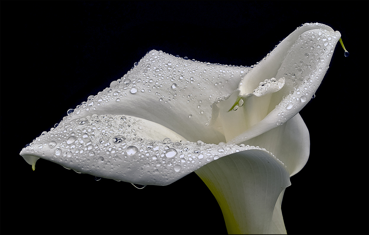 Calla