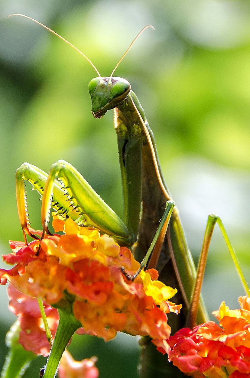 the colors of nature