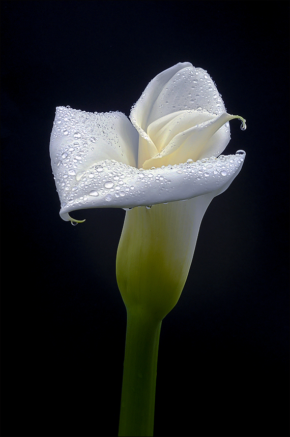 calla(1)