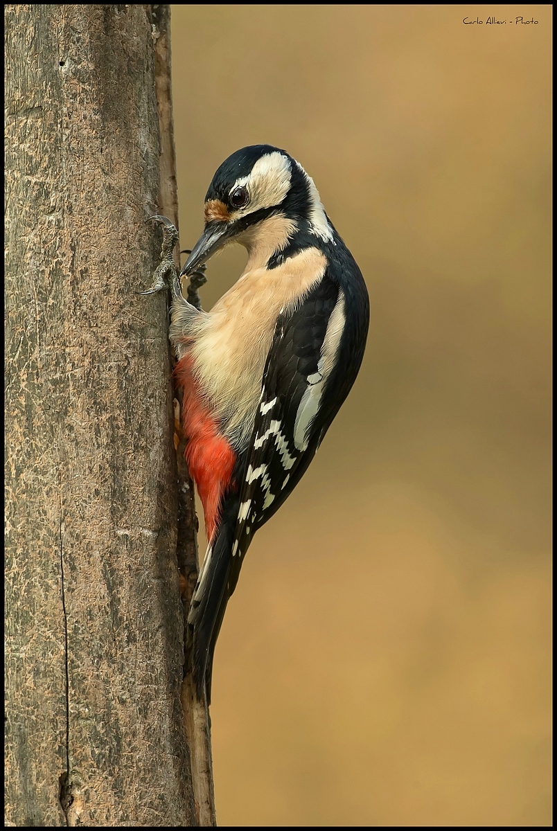 Picchio Rosso Maggiore (femmina)
