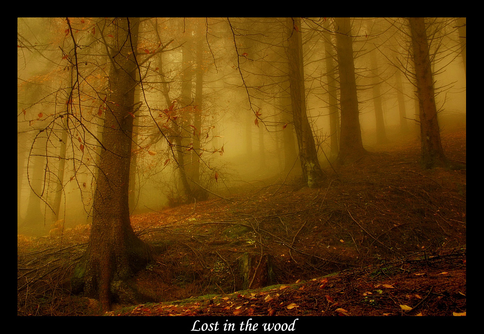 Lost in the wood