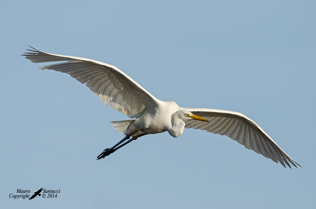 Bianco maggiore in volo