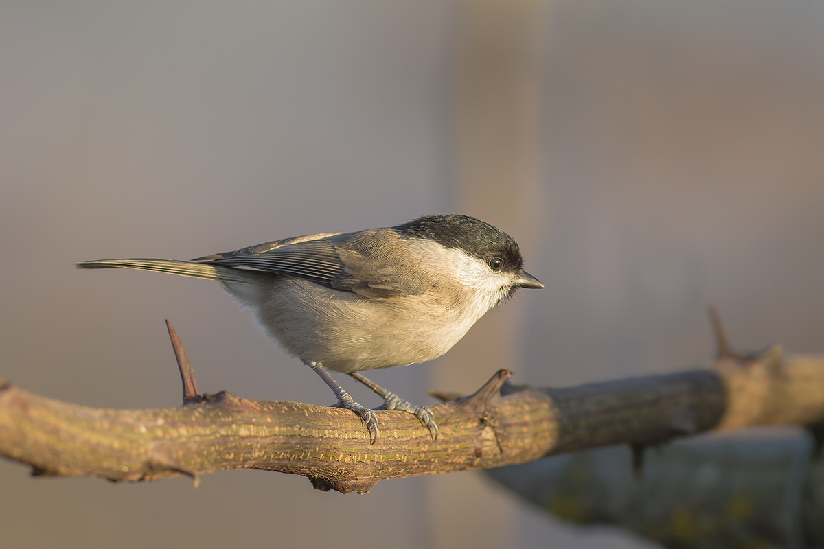 ...alla calda luce del tramonto....