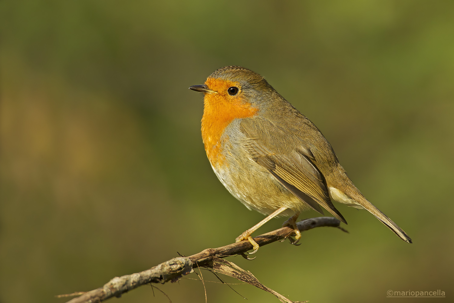 Pettirosso al calar del sole