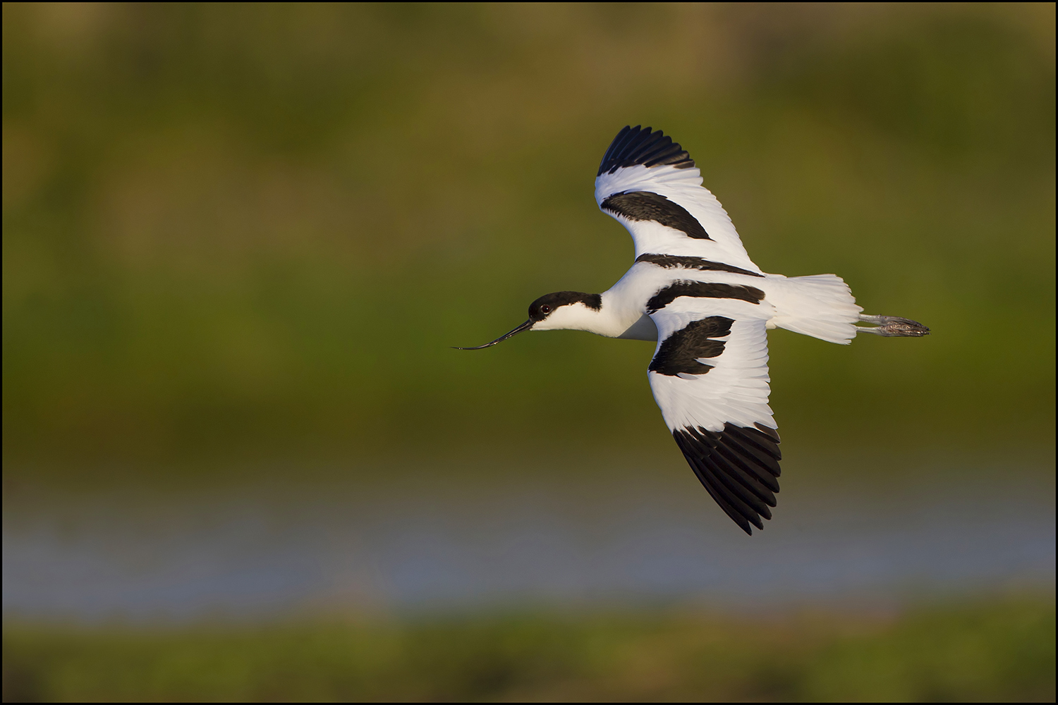 Avocetta