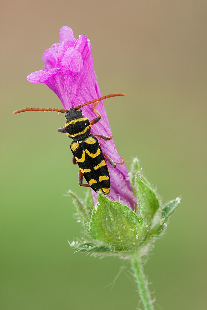 Plagionotus scalaris