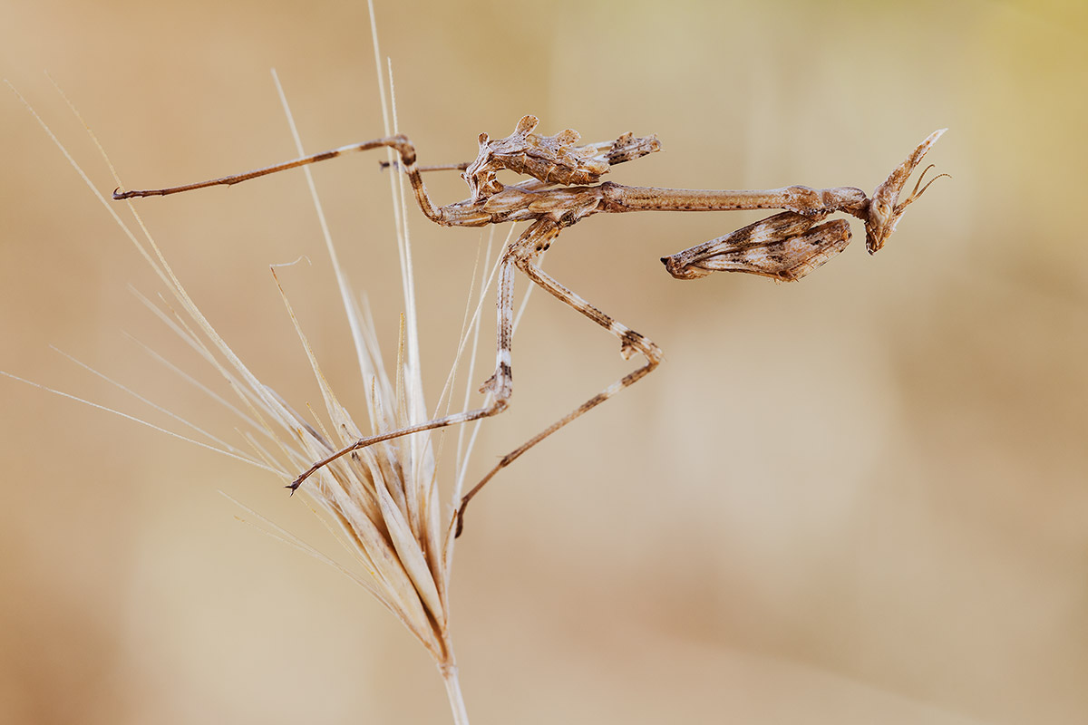 Empusa pennata