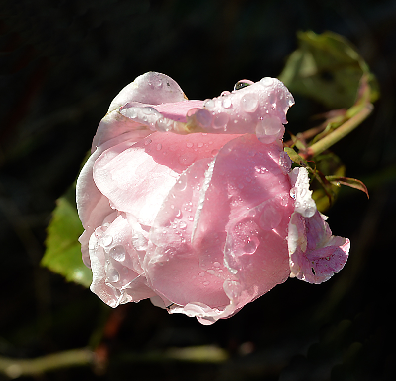 rosa dicembrina