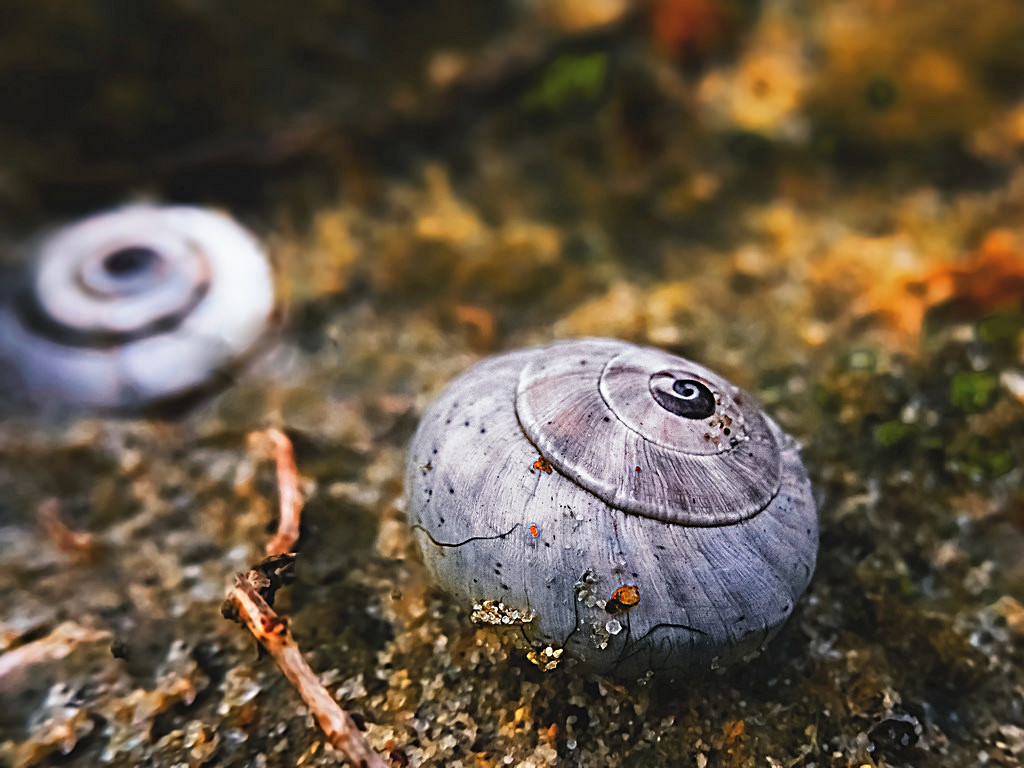 Gioielli della natura