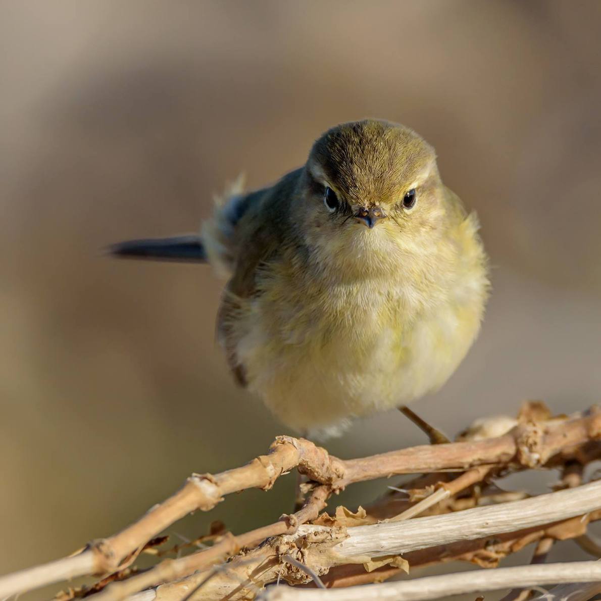 Faccia a faccia con ... lu�