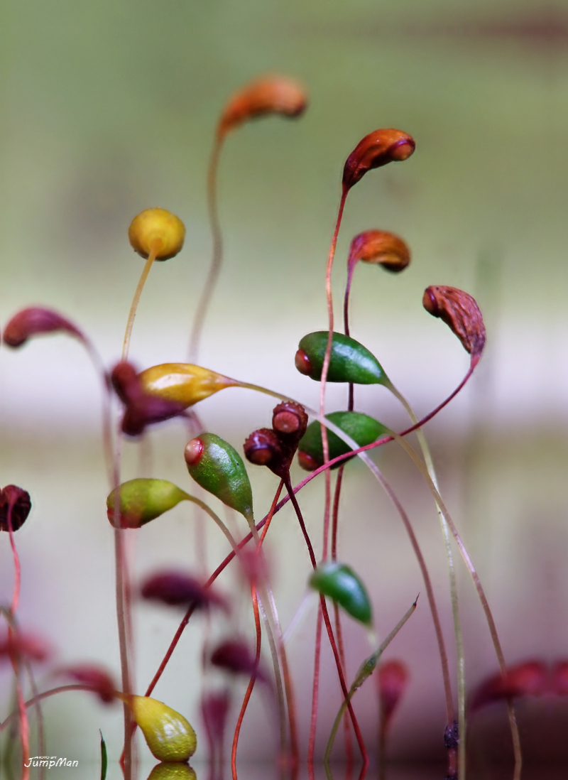 Muschio... natalizio