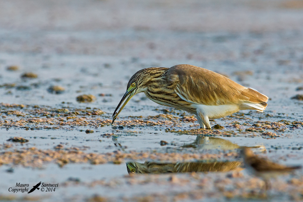 Sgarza ciuffetto con preda