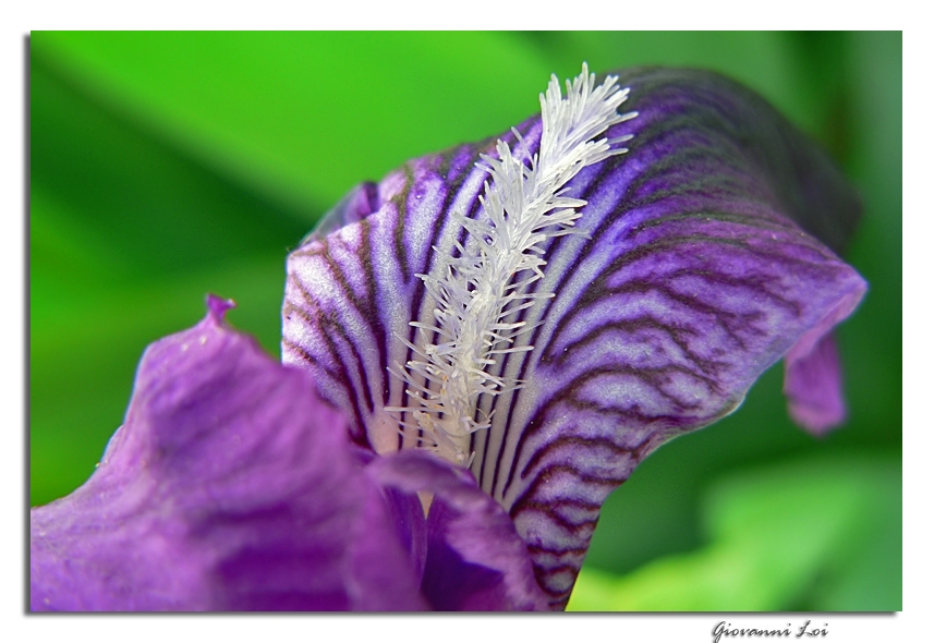 Astrattismi floreali