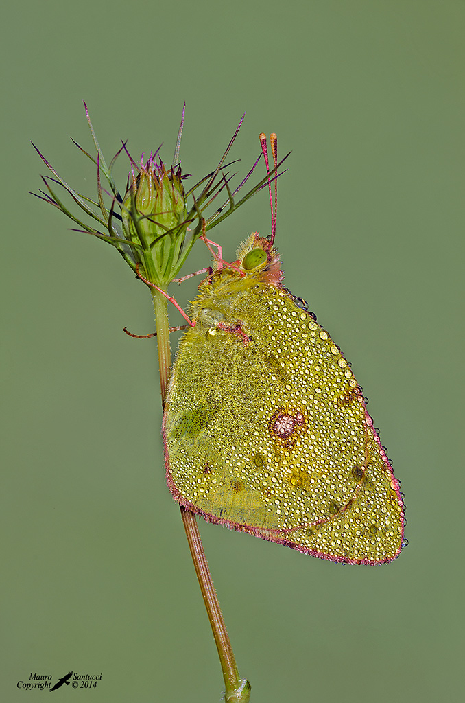 Colias crocea