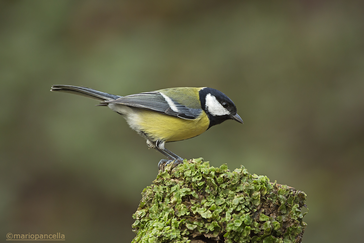 Cinciallegra (Parus major)