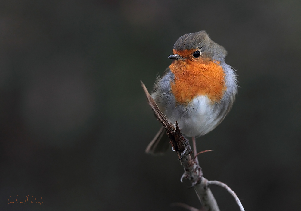 Pettirosso di Natale