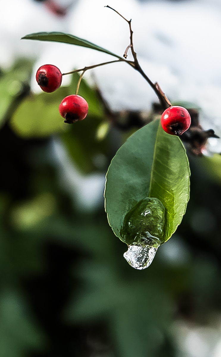 Prima neve ... la mattina dopo