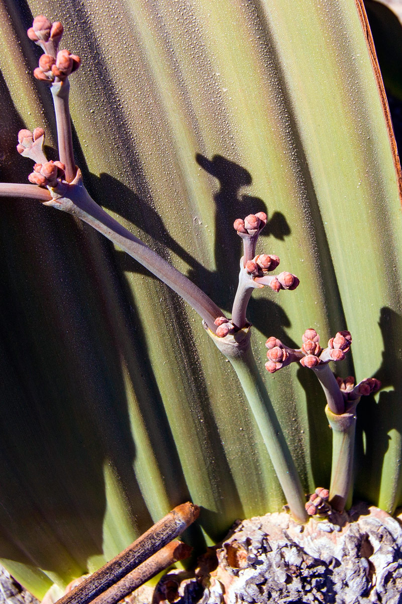 Welwitschia, 2