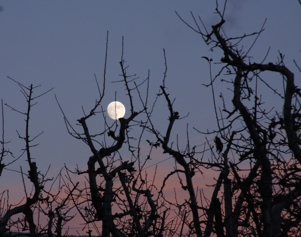 TRAMONTO