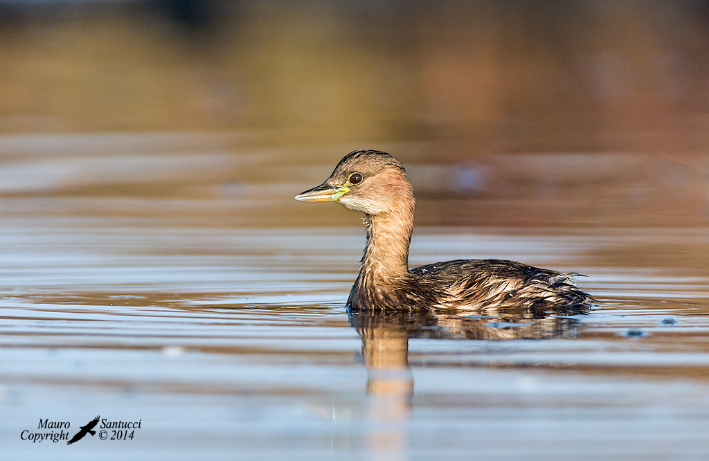 Tuffetto_prime luci dell'alba