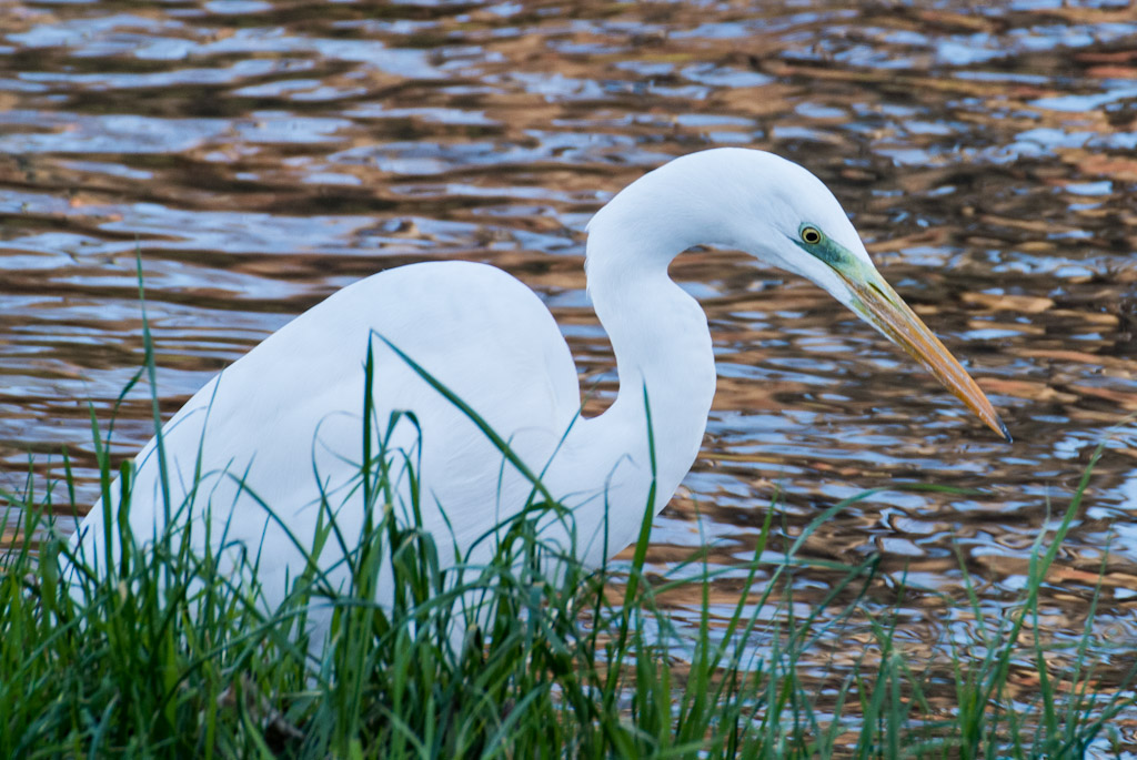 Airone Bianco Maggiore