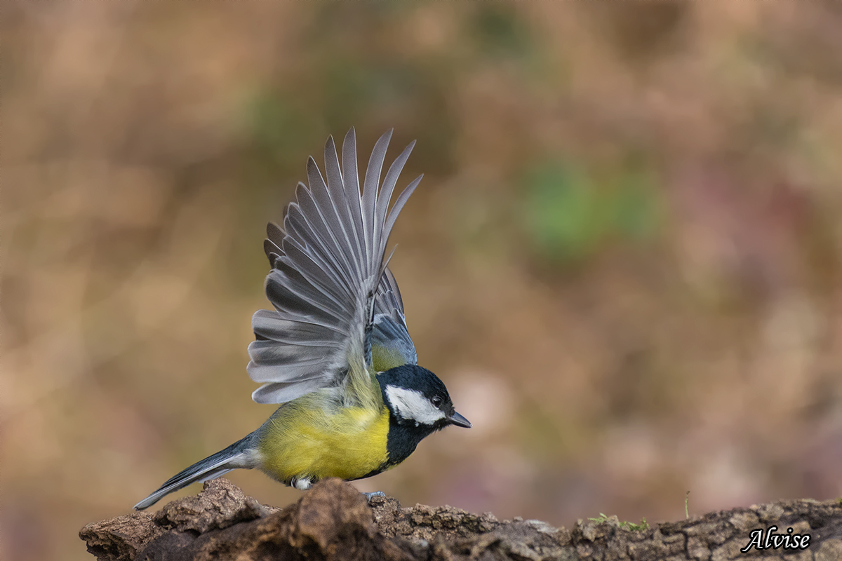 Cinciallegra(Parus major)