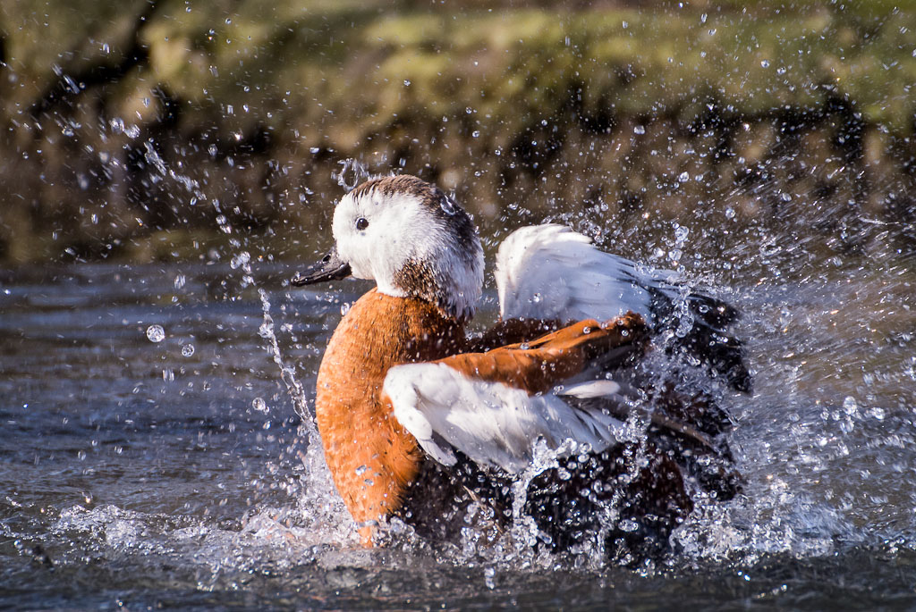 Una bella sciacquata!