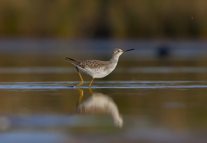 Albastrello in caccia