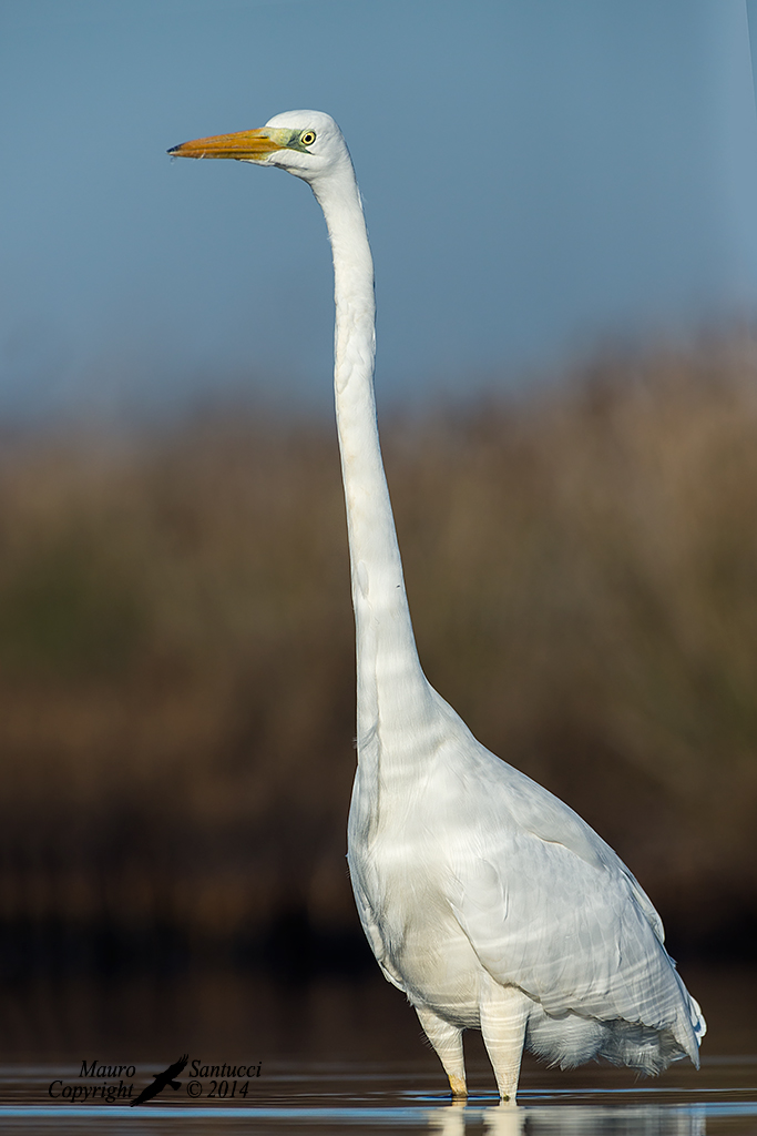 Airone bianco maggiore_Ardea alba