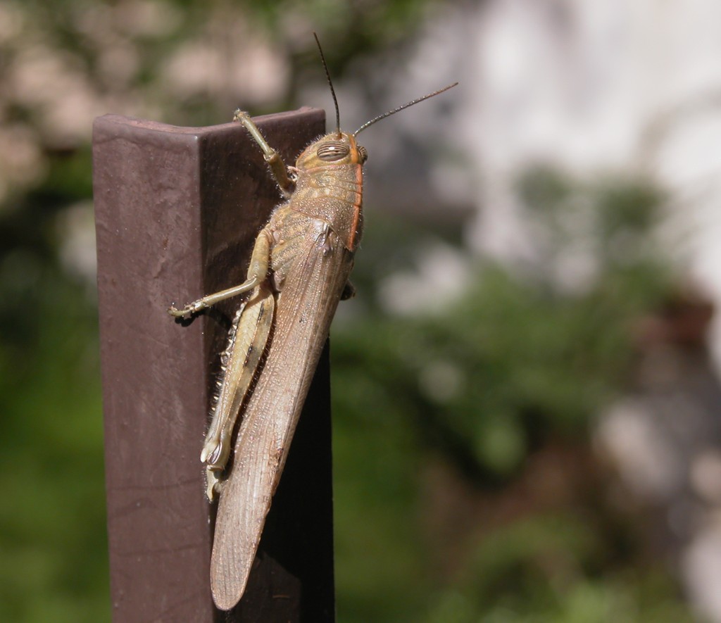 Per la gioia di Digitar...