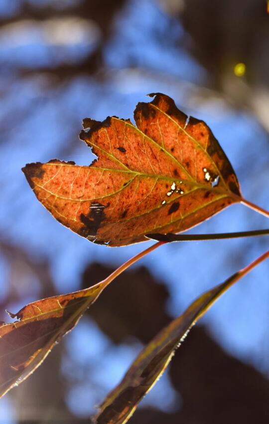Si sta come d'autunno sugli alberi le foglie