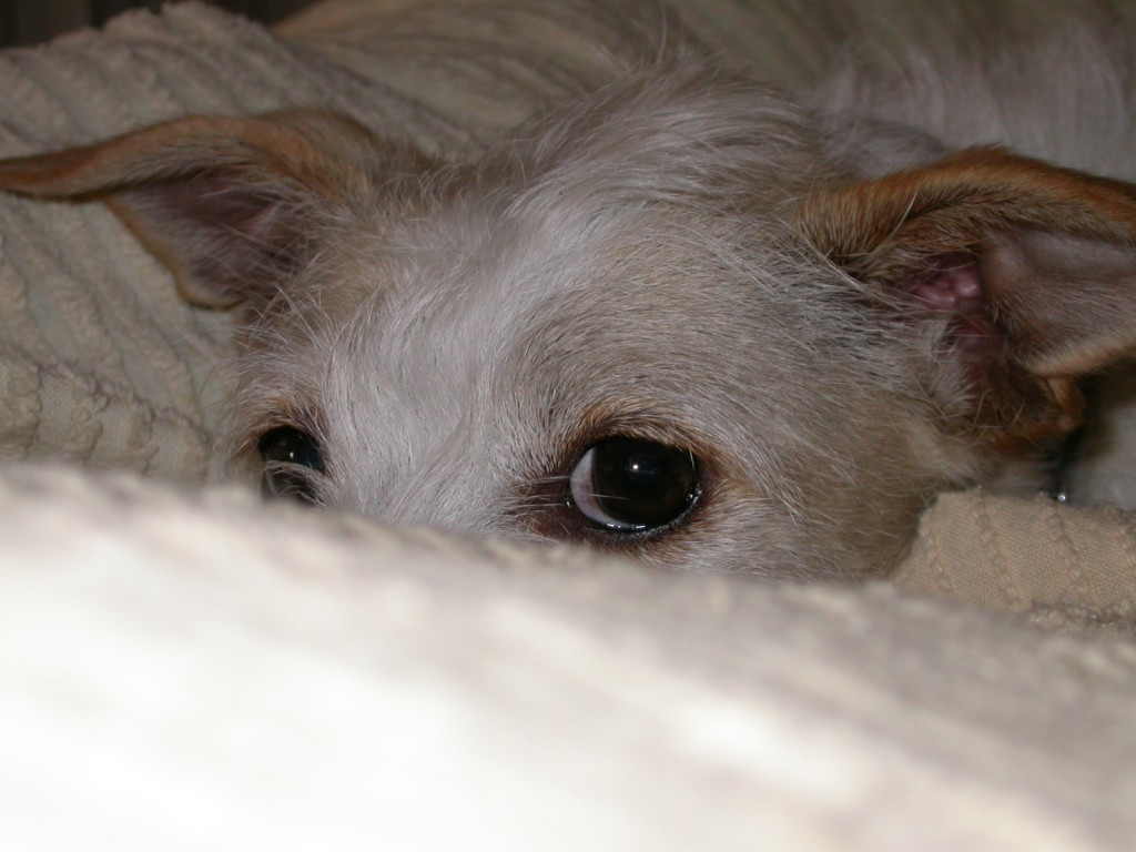 Non svegliare il can che dorme...