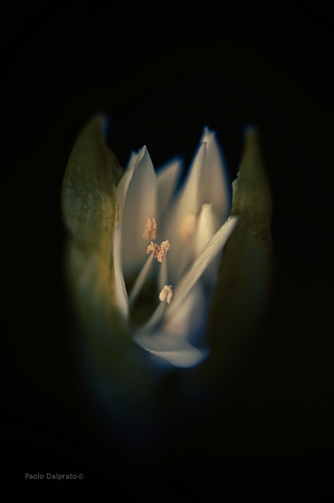 Non faccio foto di fiori