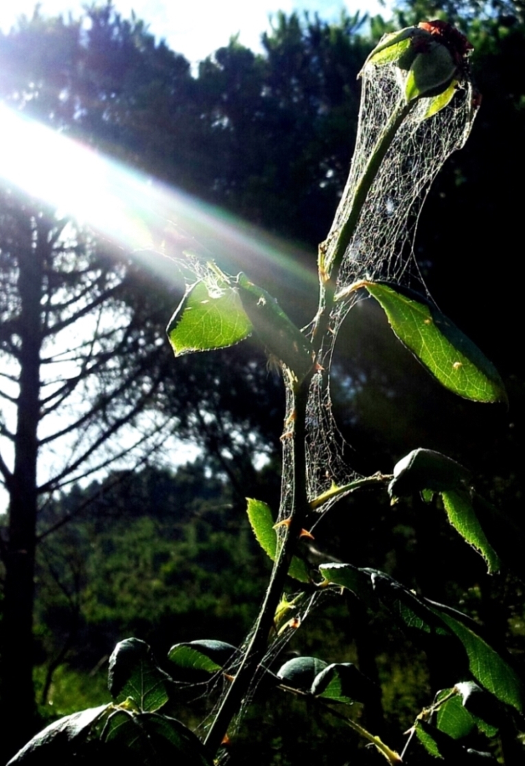 appassita ma brillante