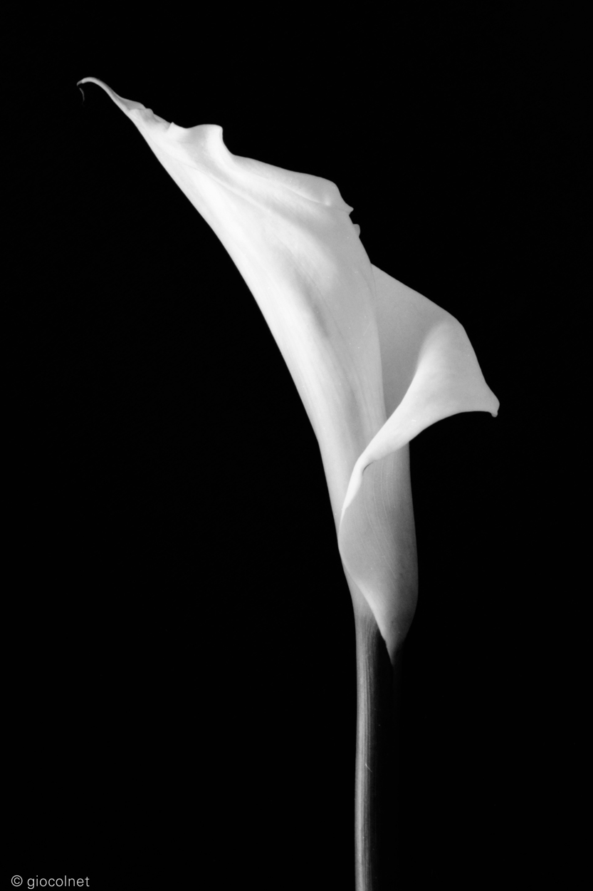 Calla