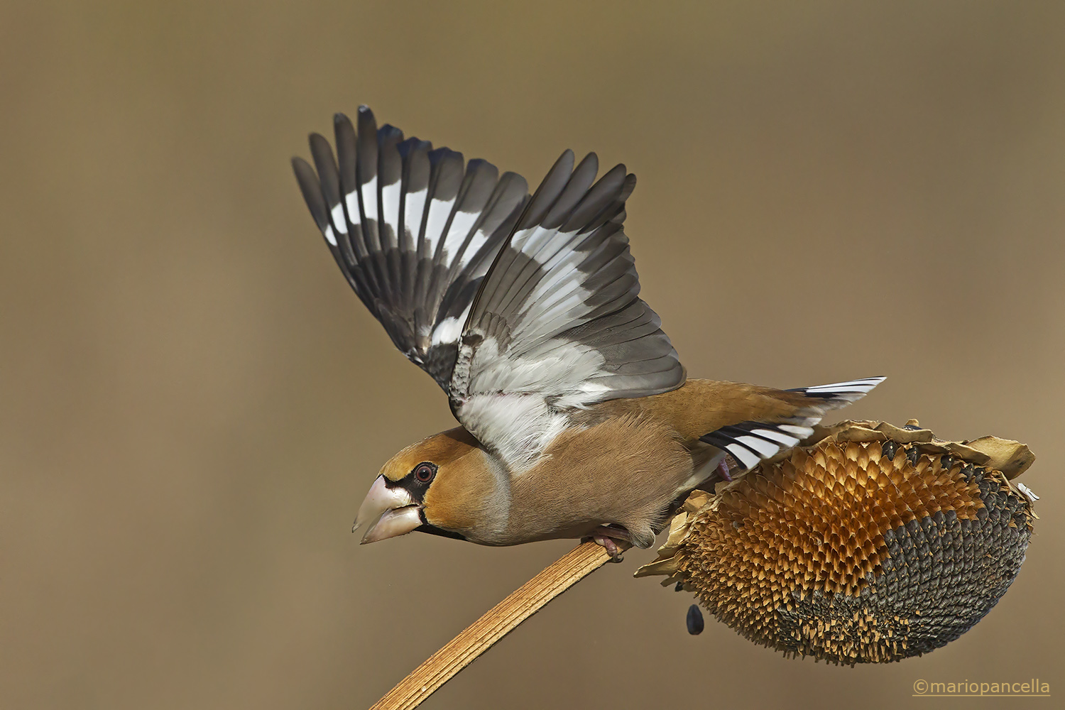 Frosone maschio irrequieto