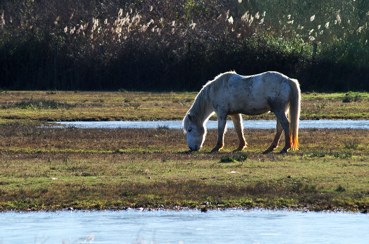 Camargue II