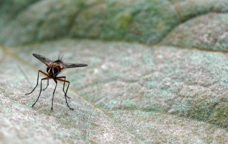 Che gambe ragazzi...