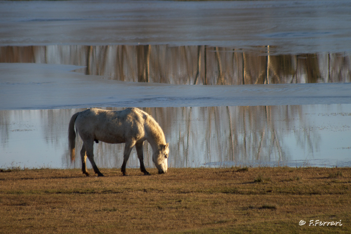 Camargue