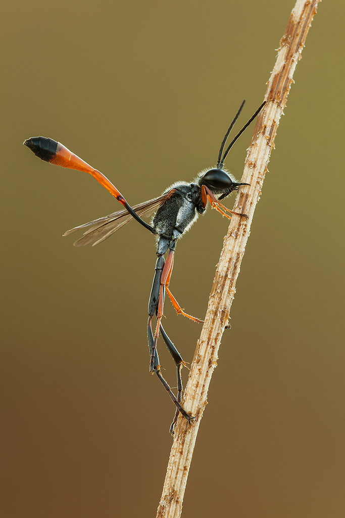 Ammophila heydeni